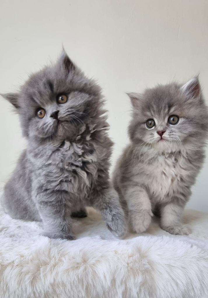 British long-haired kitten, Poes