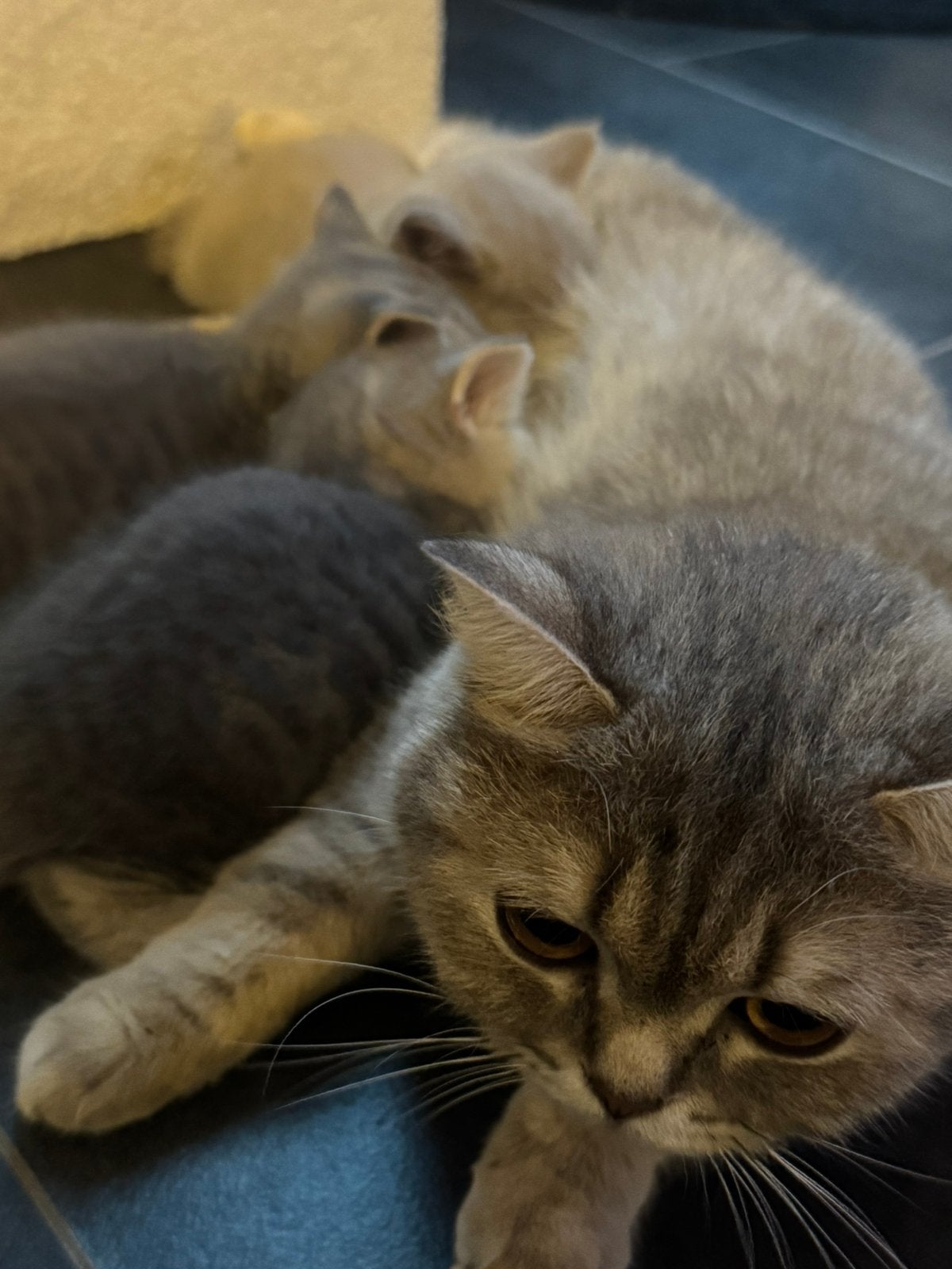 Allerliefste britse korthaar kittens zoeken gouden mandje, Dieren en Toebehoren, Kater, Ontwormd, 0 tot 2 jaar