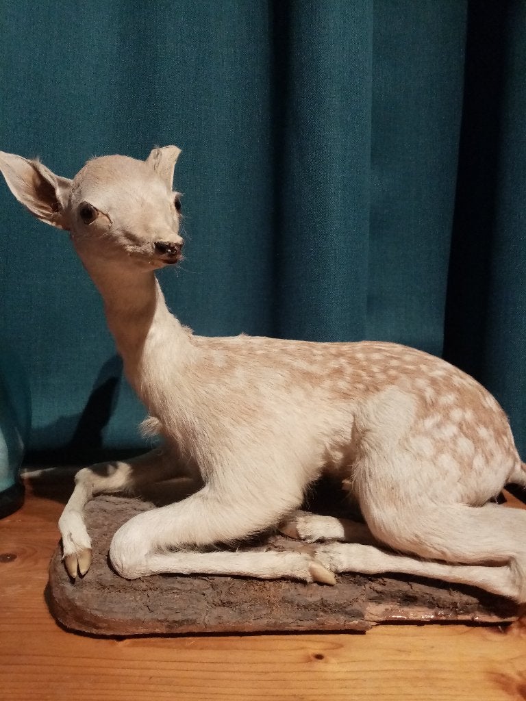 Jong damhertje prachtige taxidermie, Ophalen, Zo goed als nieuw, Hert, Opgezet dier