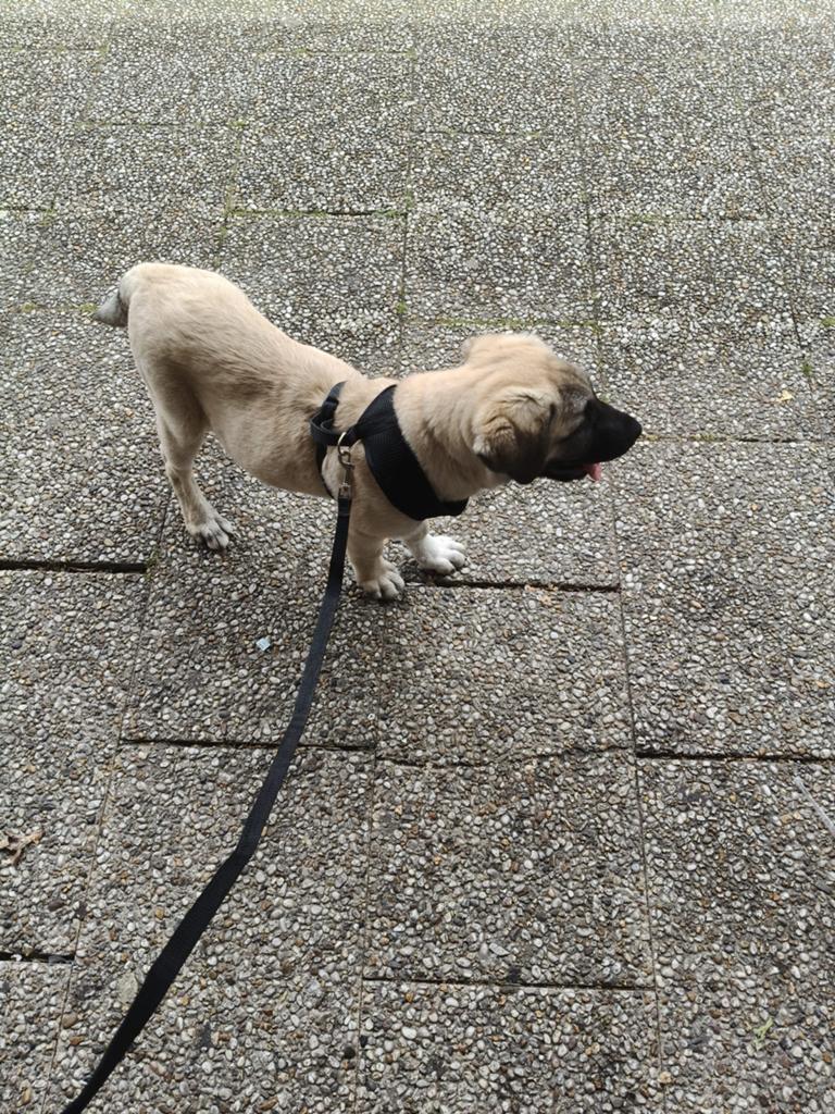 Lola Turkse Kangal Pup /Anatalische Herderhond, Dieren en Toebehoren, 15 weken tot 1 jaar, CDV (hondenziekte), Teef, Eén hond