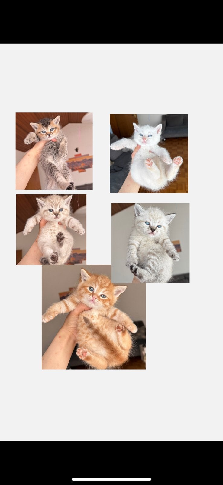 BKH Babykitten te koop – beschikbaar vanaf 1.10, Meerdere dieren, Ontwormd, 0 tot 2 jaar