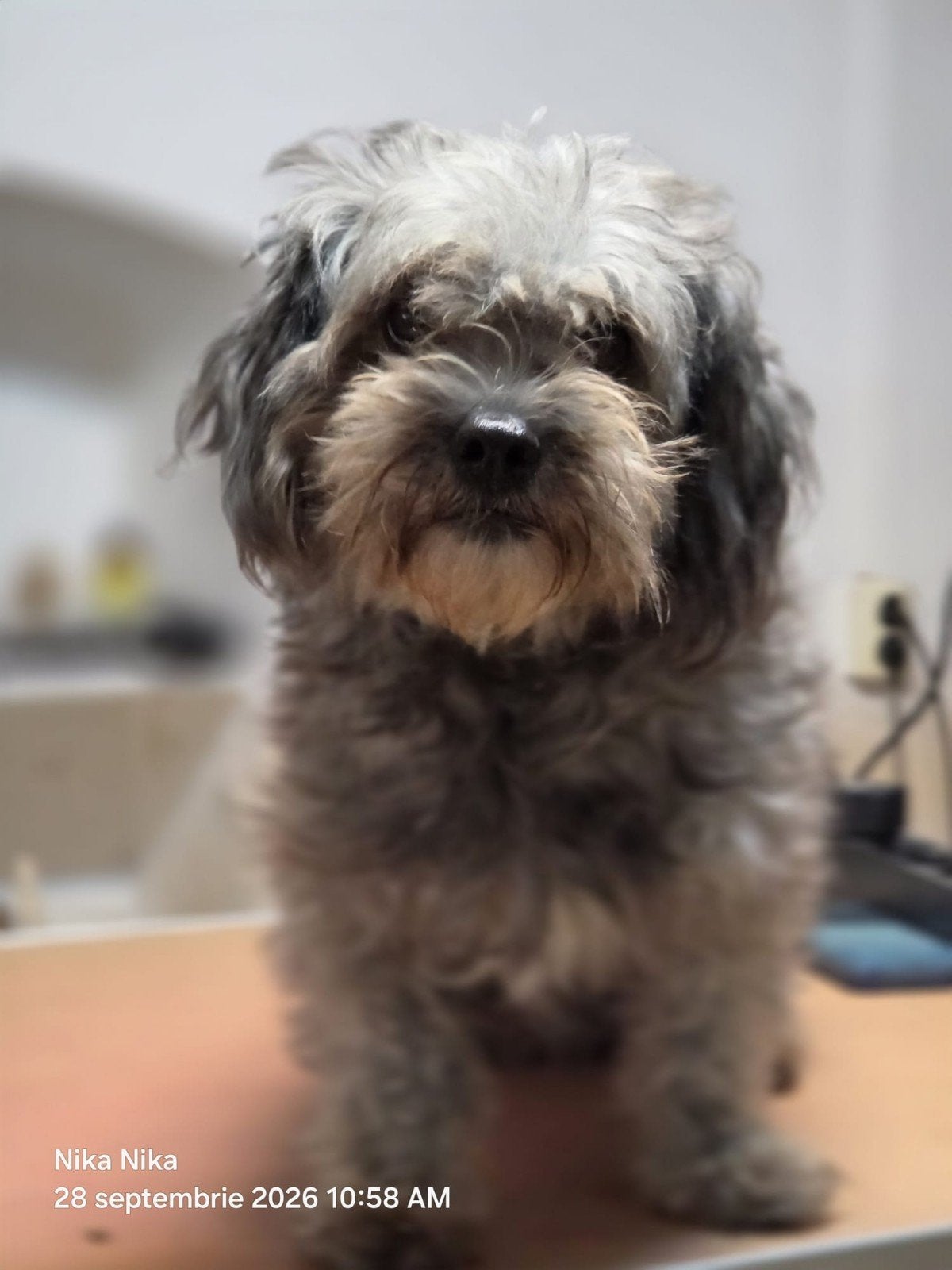 Azula zoekt een baasje, Handelaar, Buitenland, Teef, Eén hond