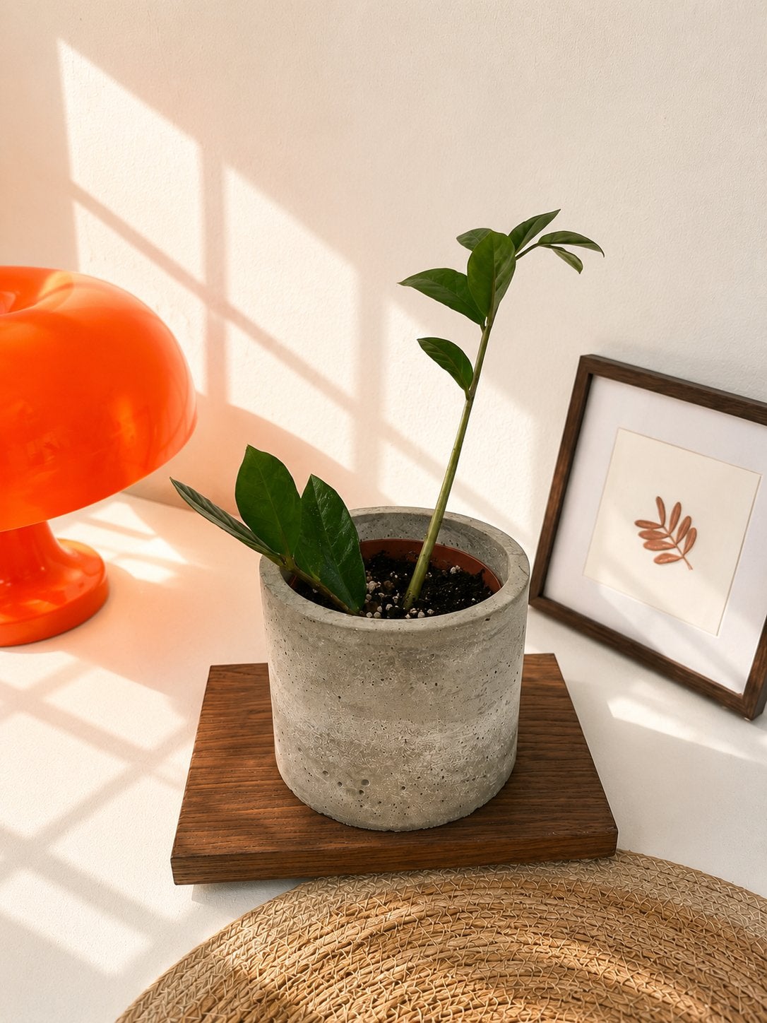Met betonnen cachepot  Zamioculcas zamiifolia (ZZ Plant), Ophalen of Verzenden, Halfschaduw, Minder dan 100 cm