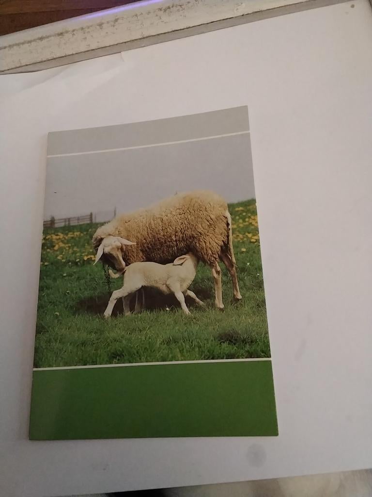 SCHAAP. MET JONG, Ophalen of Verzenden, Overige thema's