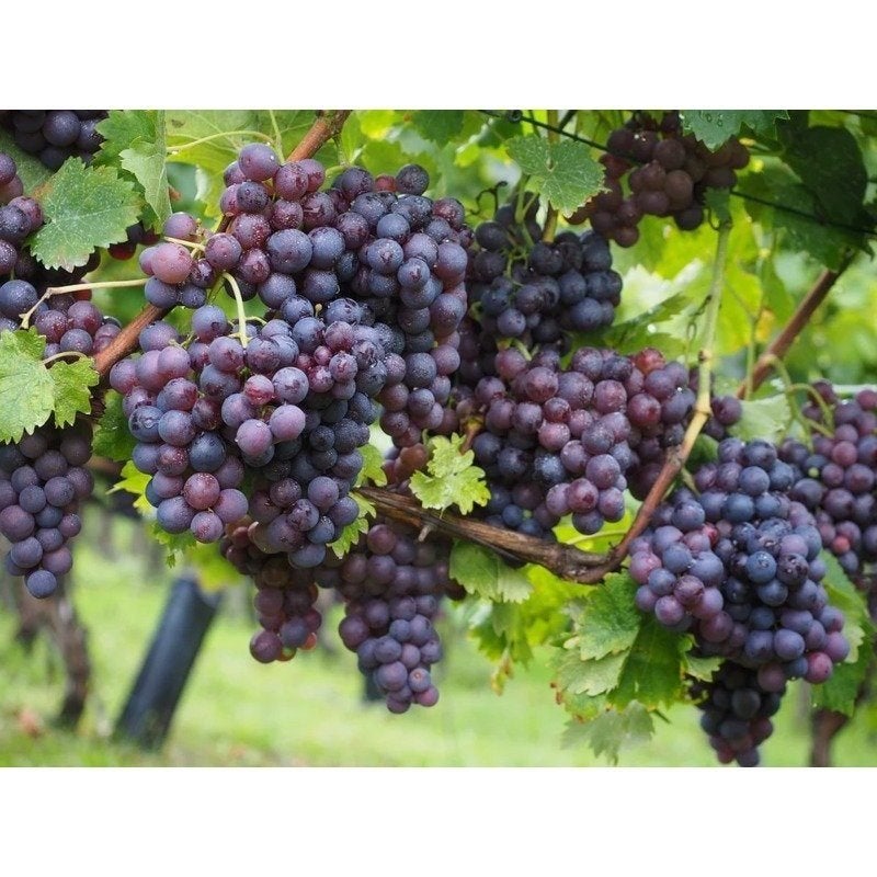 Blauwe druif 'Boskoop Glory ' - druivenrank - druivenplant, Tuin en Terras, Planten | Tuinplanten, Volle zon, Vaste plant, Ophalen of Verzenden