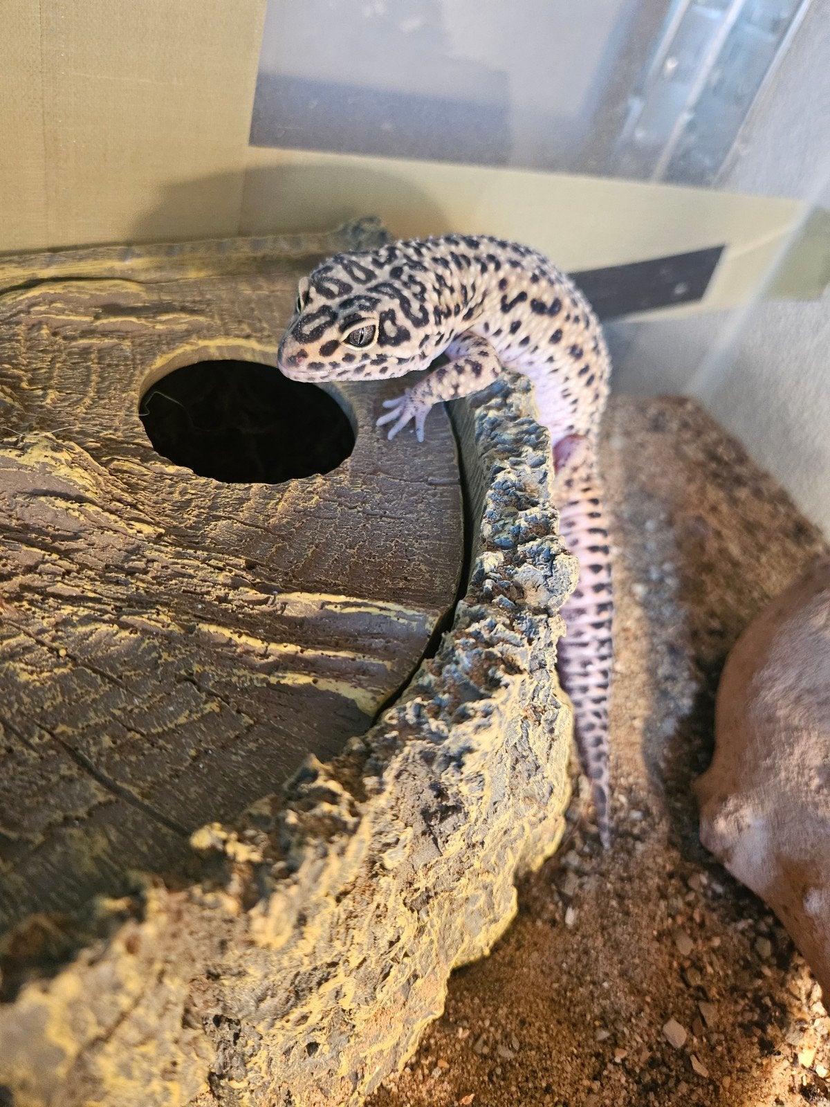 2 gekko's inclusief terrarium, Hagedis, Met terrarium, 0 tot 2 jaar