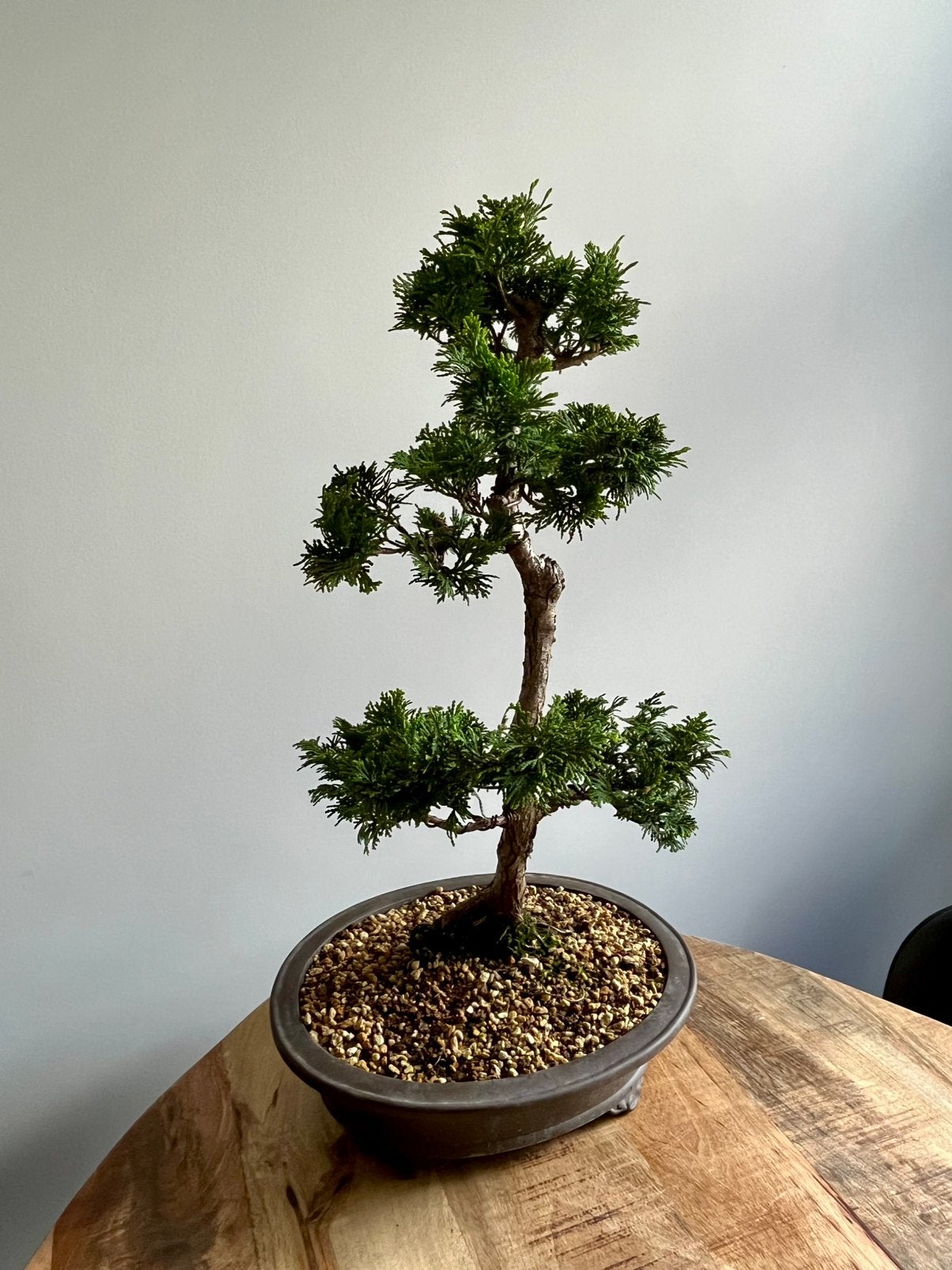 Chamaecyparis obtusa Bonsai– Hinoki Cypress 48cm, Tuin en Terras, Planten | Bomen, Bloeit niet, Verzenden, Halfschaduw, Overige soorten