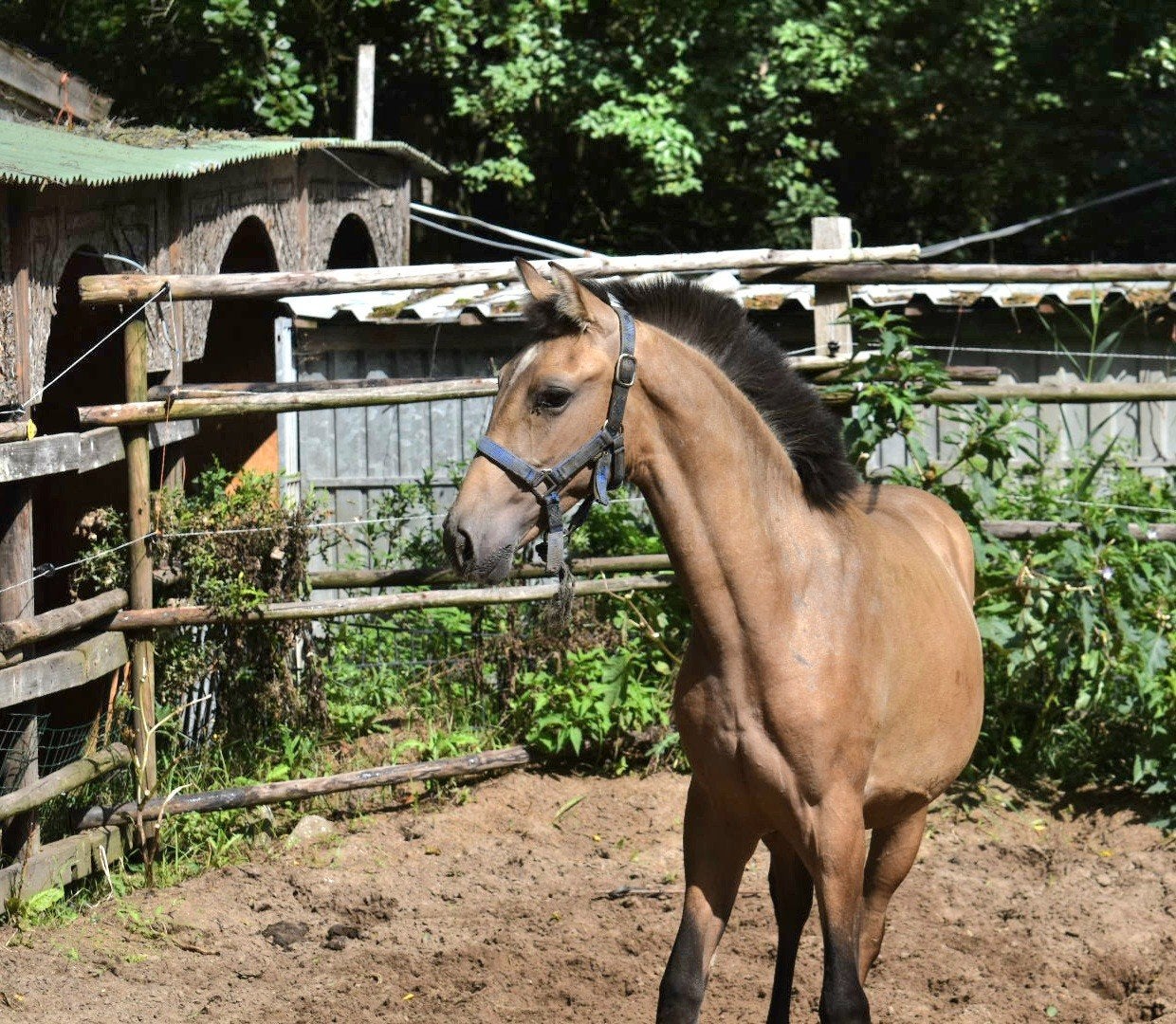 Foto 11 van jonge veelbelovende pre paarden ELITE PAPIEREN