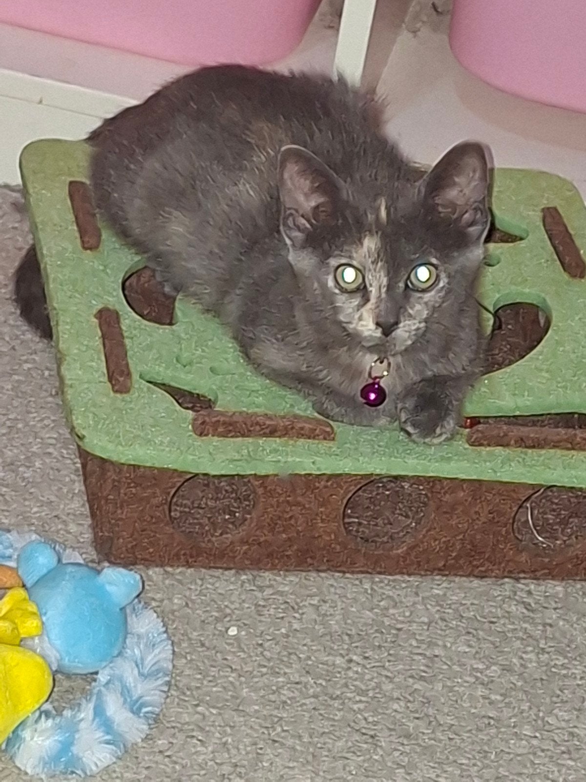 ️ samisue kitten zoek goed tehuisje️, Poes, Kortharig, 0 tot 2 jaar