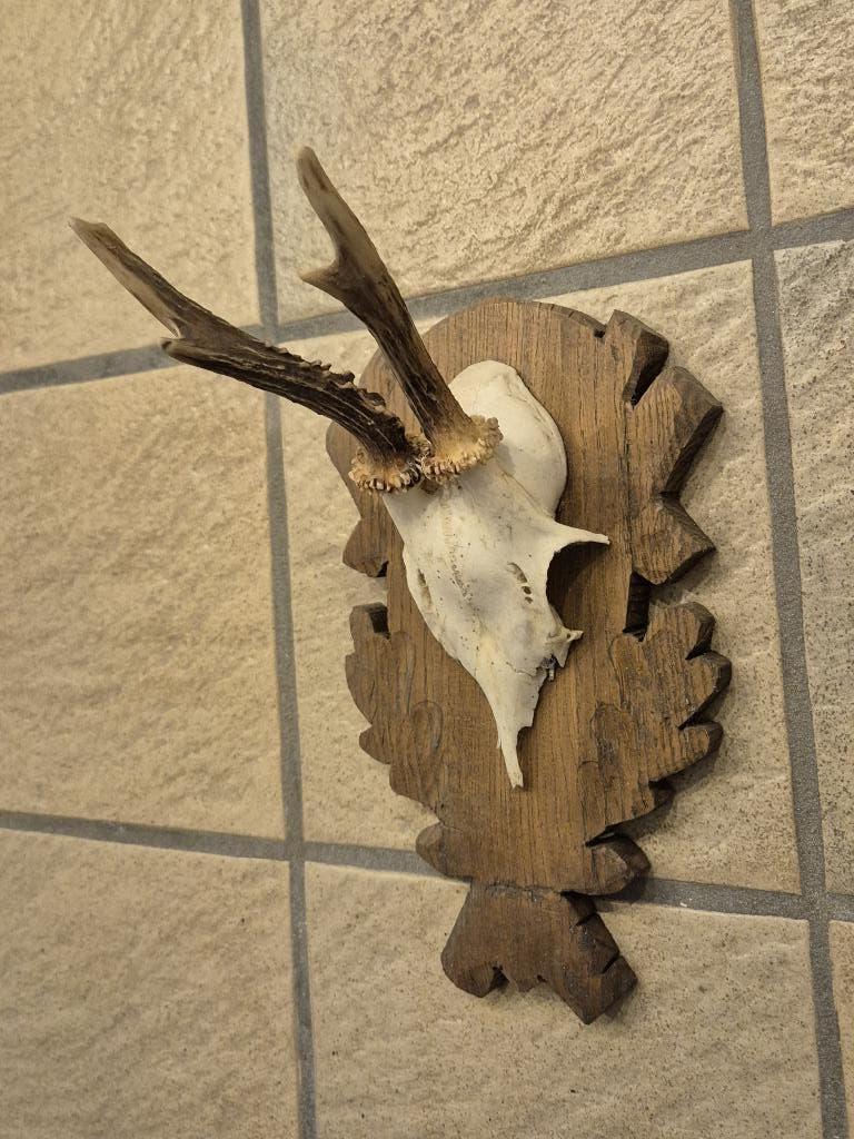 Ree gewei op mooi houten schild, Ophalen of Verzenden, Gebruikt, Hert, Gewei of Kop