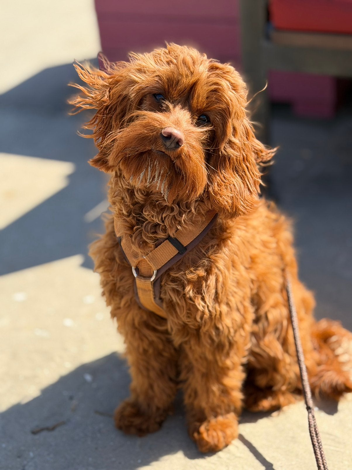 Gezocht cockapoo dekreu, Parvo, 1 tot 2 jaar, Teef, Eén hond