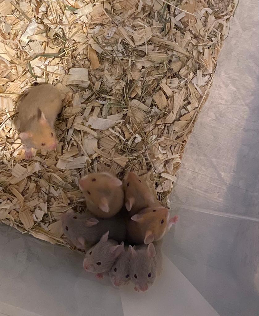 Baby hamsters, Dieren en Toebehoren, Hamster, April, Meerdere dieren, Tam