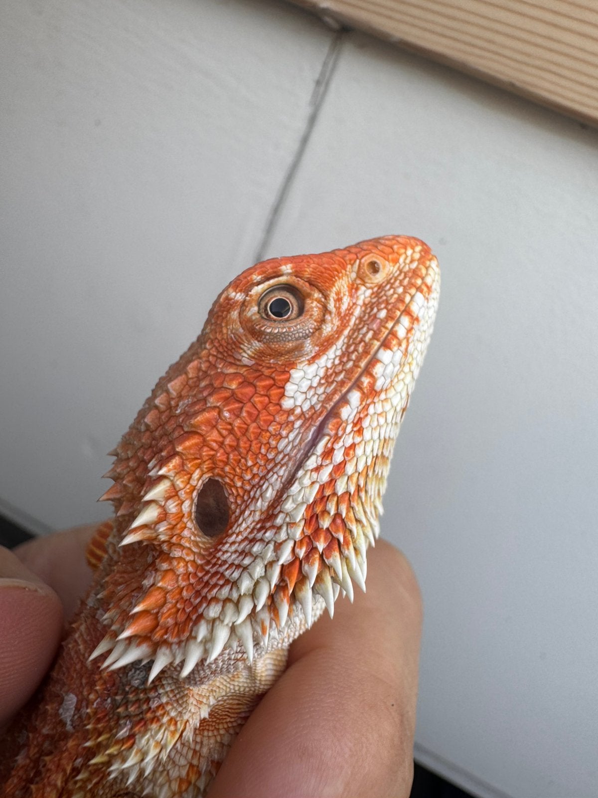 Mooi jong baardagaam mannetje Bearded Dragon photo 3