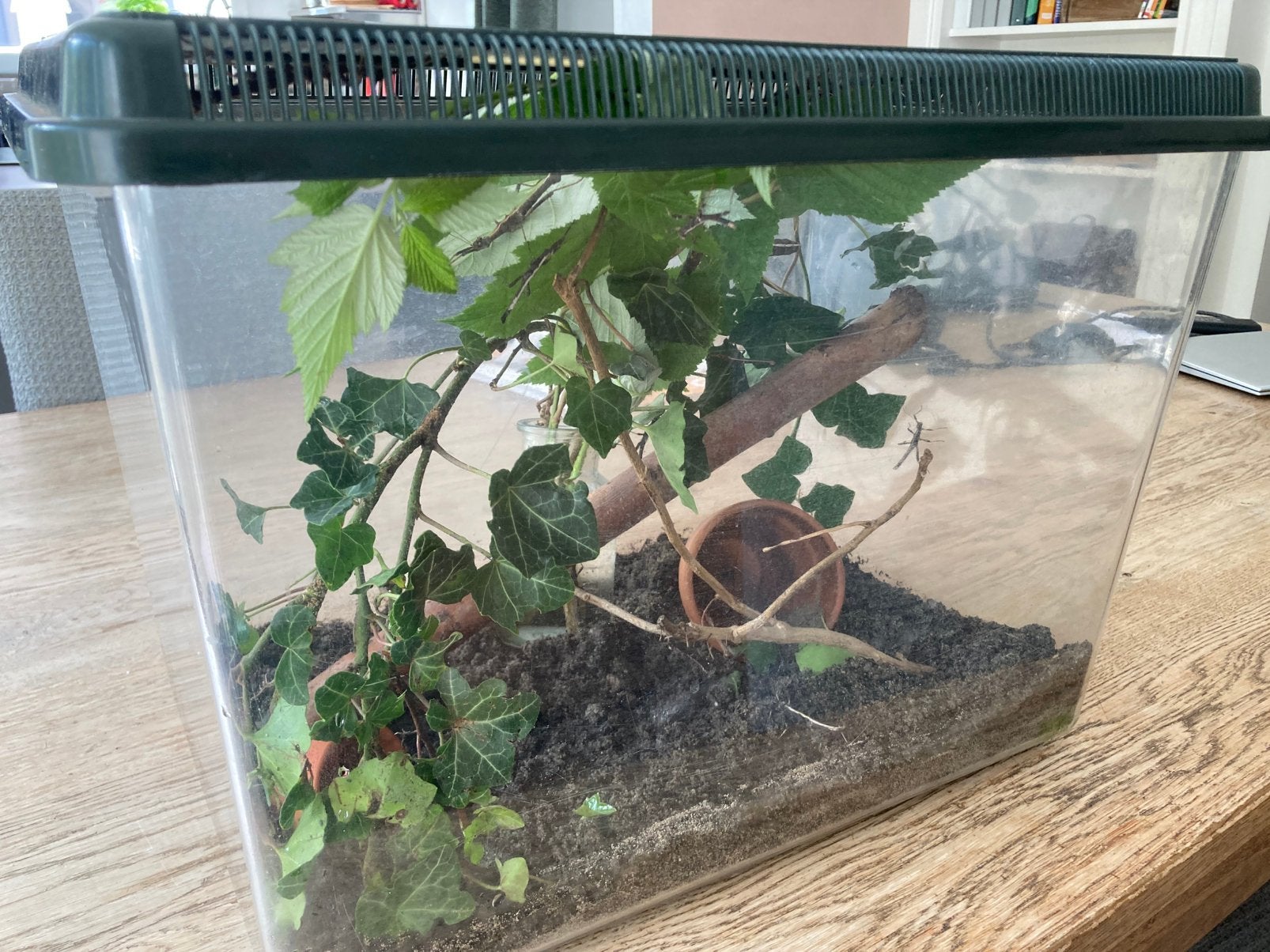 Bak met wandelende takken, Dieren en Toebehoren, Reptielen en Amfibieën | Toebehoren, Ophalen, Gebruikt, Overige typen