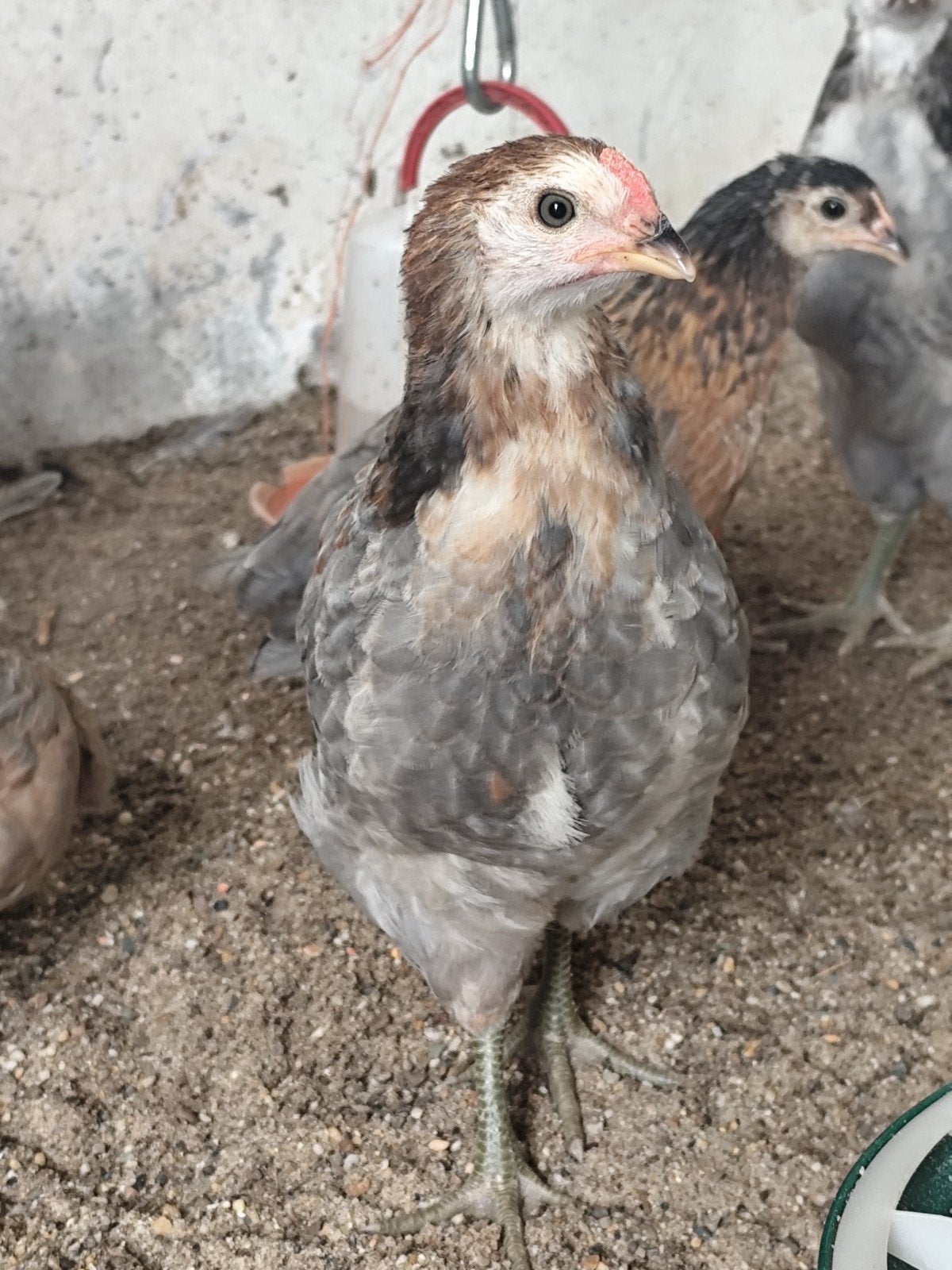 Araucana haan, Mannelijk, Kip