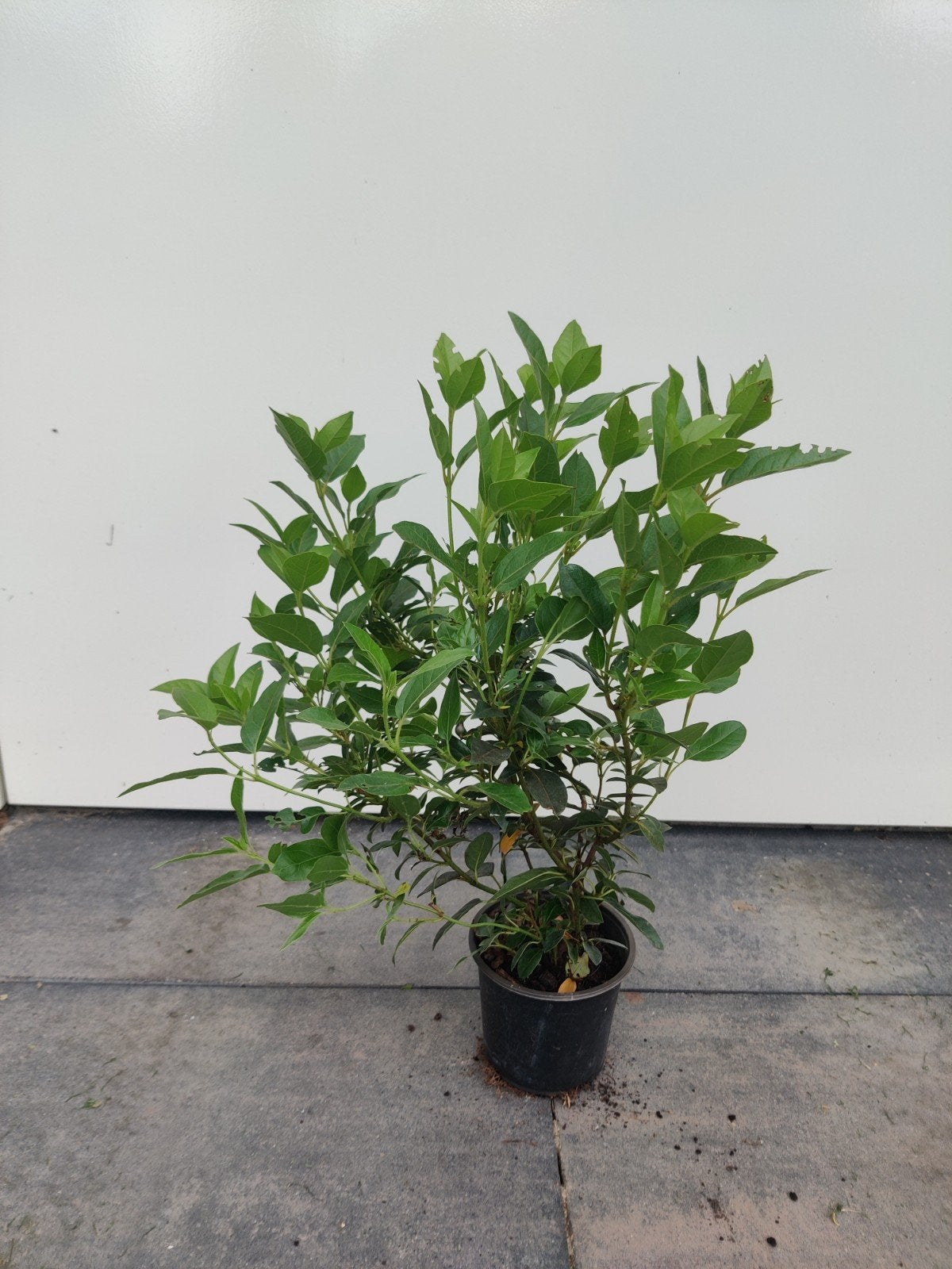 Viburnum Tinus in pot 40-60cm, Tuin en Terras, Planten | Struiken en Hagen, Ophalen of Verzenden, Overige soorten, Minder dan 100 cm