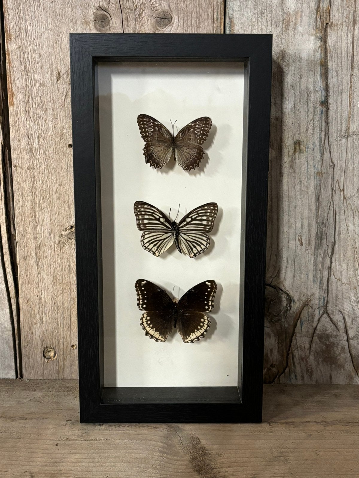 Mooie langwerpige lijst met drie vlinders, Ophalen of Verzenden, Nieuw, Insect, Opgezet dier