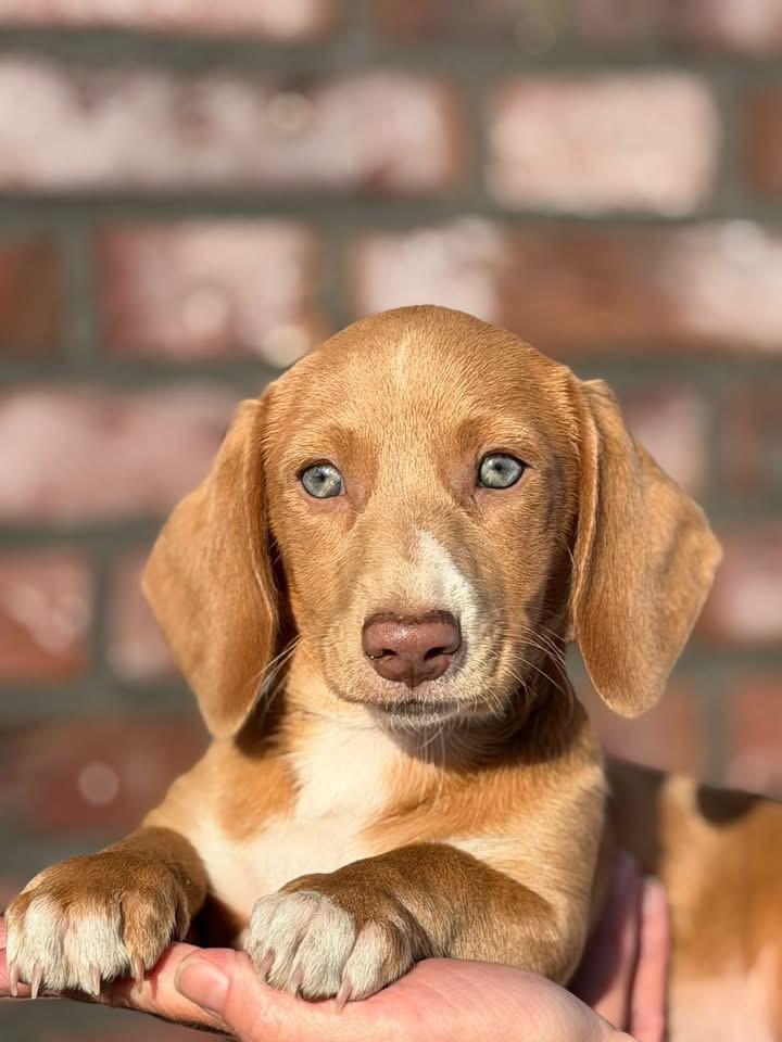 Te koop dwergteckel puppy 13 weken, Dieren en Toebehoren, Honden | Teckels en Dashonden, Nederland, 8 tot 15 weken, Korthaar, Teef