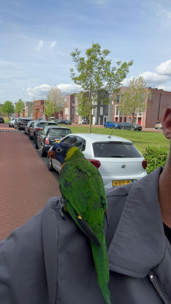Lieve Rainbow Lorikeet! Heel tam, Dieren en Toebehoren, Vogels | Parkieten en Papegaaien, Mannelijk, Papegaai, Geringd