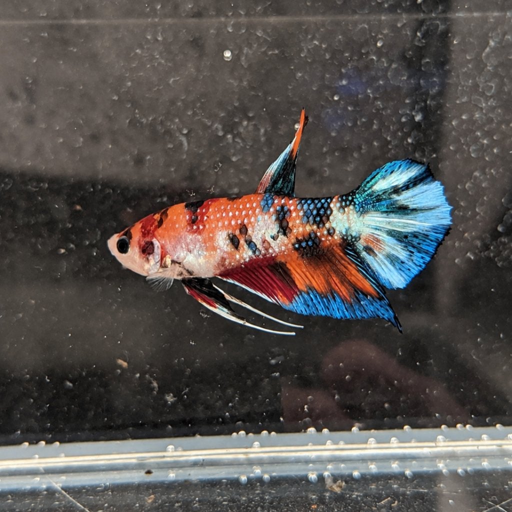 Betta Man Plakat Fancy, Vis, Zoetwatervis