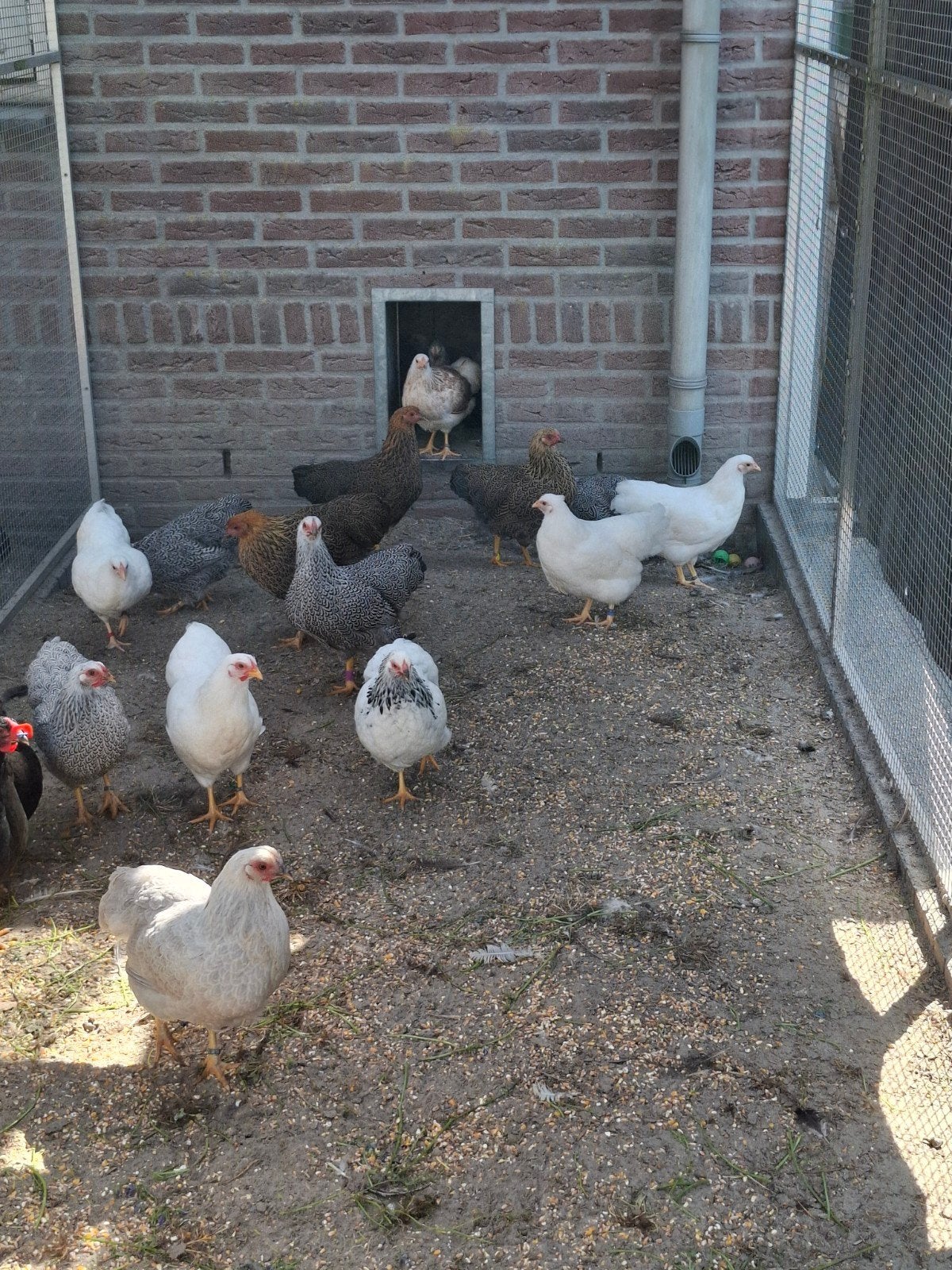 Wyandotte kriel in diverse kleuren, Dieren en Toebehoren, Pluimvee, Meerdere dieren, Kip