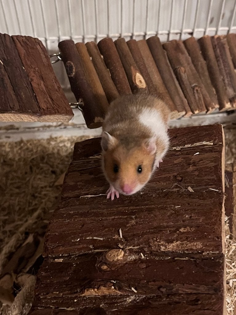 16/9 Laatste 2mannen super lieve, tamme goudhamsters, Dieren en Toebehoren, Hamster, Mannelijk, Tam, September