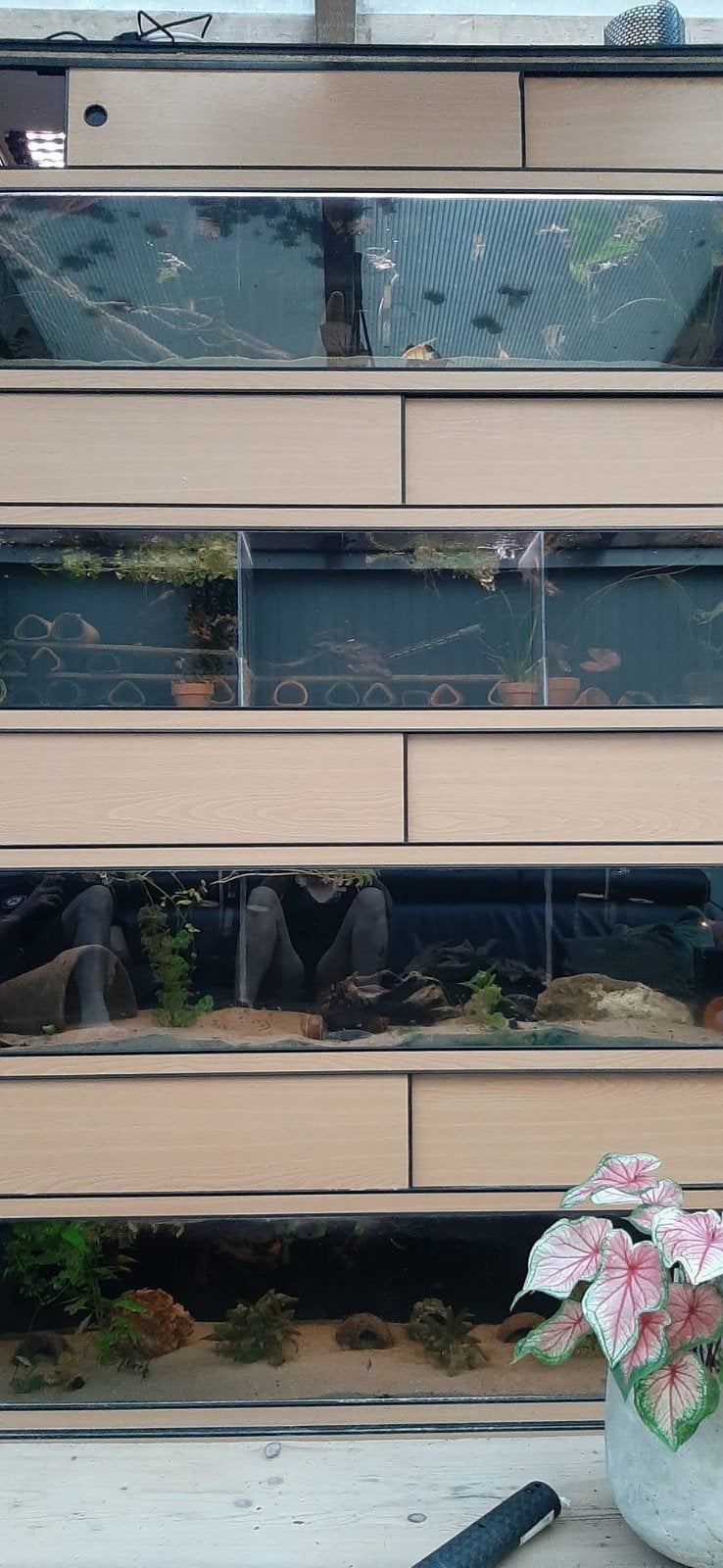 3x kweekstelling, Ophalen, Leeg aquarium