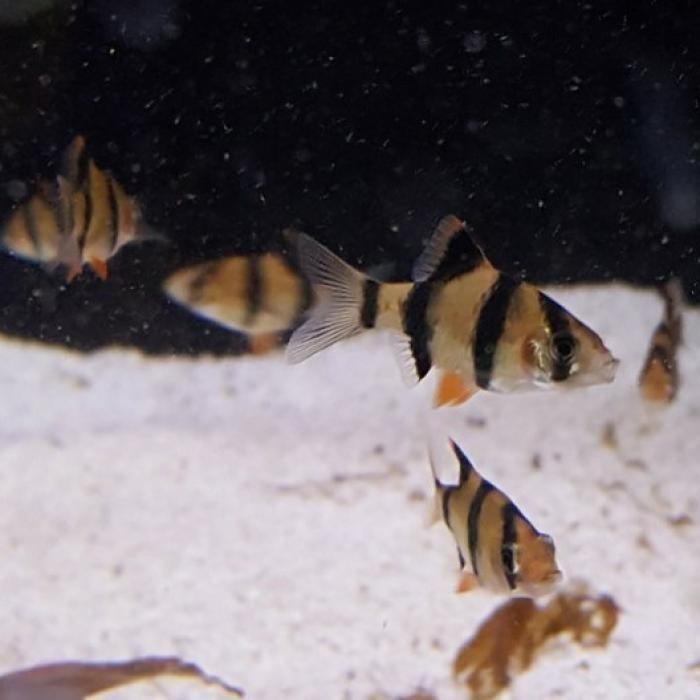 Capoeta tetrazona, Dieren en Toebehoren, Vissen | Aquariumvissen, Vis