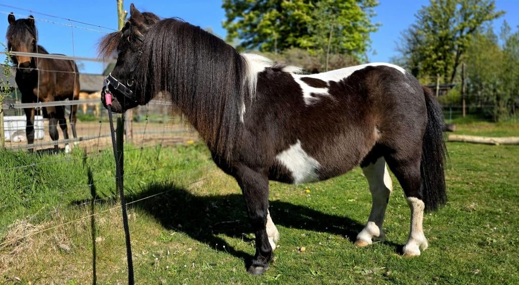 Zwarte bonte falabella hengst, Hengst