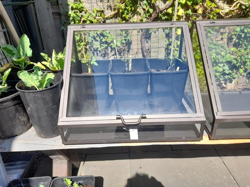 Laatste 2 kasjes, kweekkas, greenhouse NIEUW, Ophalen, Glas, Nieuw, Staal