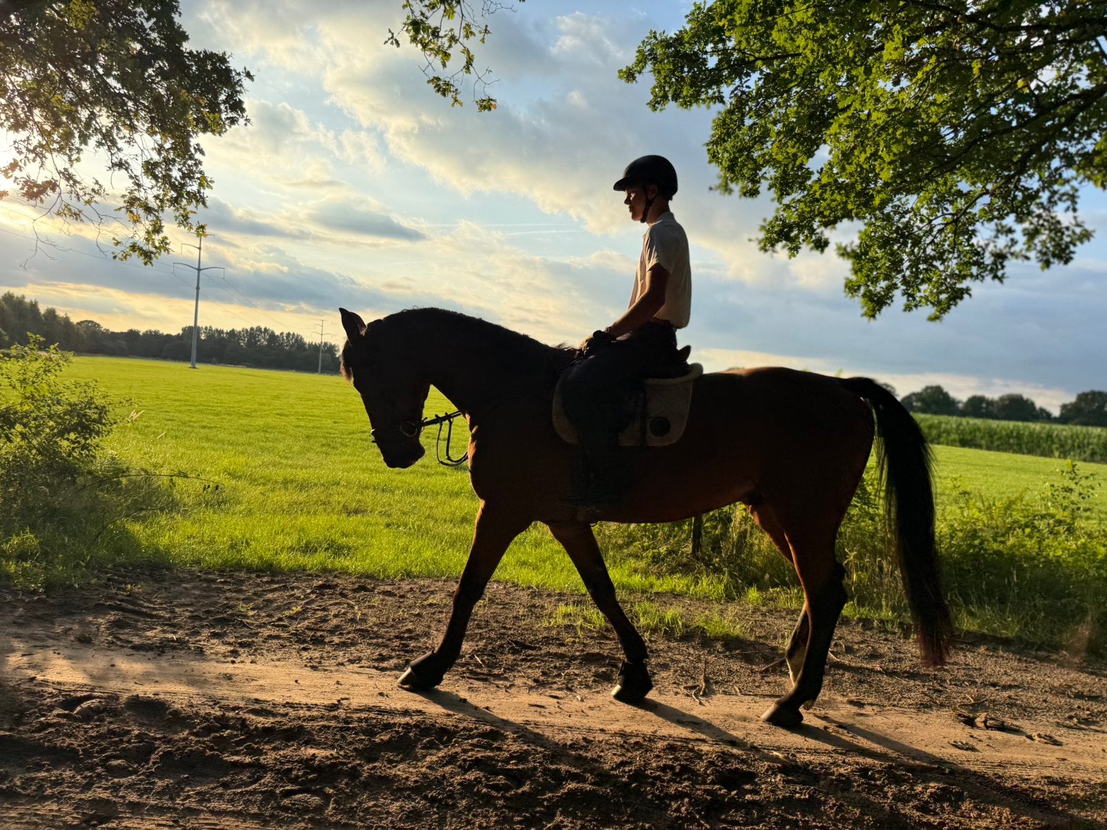 Buitenrijpaard zoekt fijn huis veel bewegingsvrijheid, Dieren en Toebehoren, Ruin, Recreatiepaard