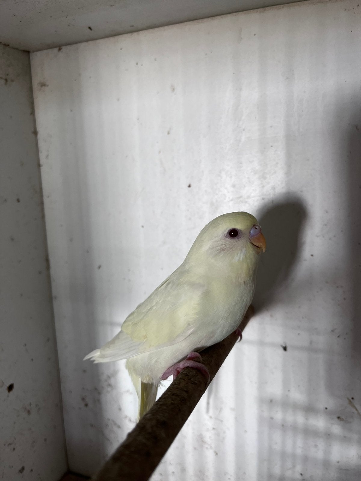 Grasparkiet jonge, Dieren en Toebehoren, Mannelijk, Parkiet, Tam