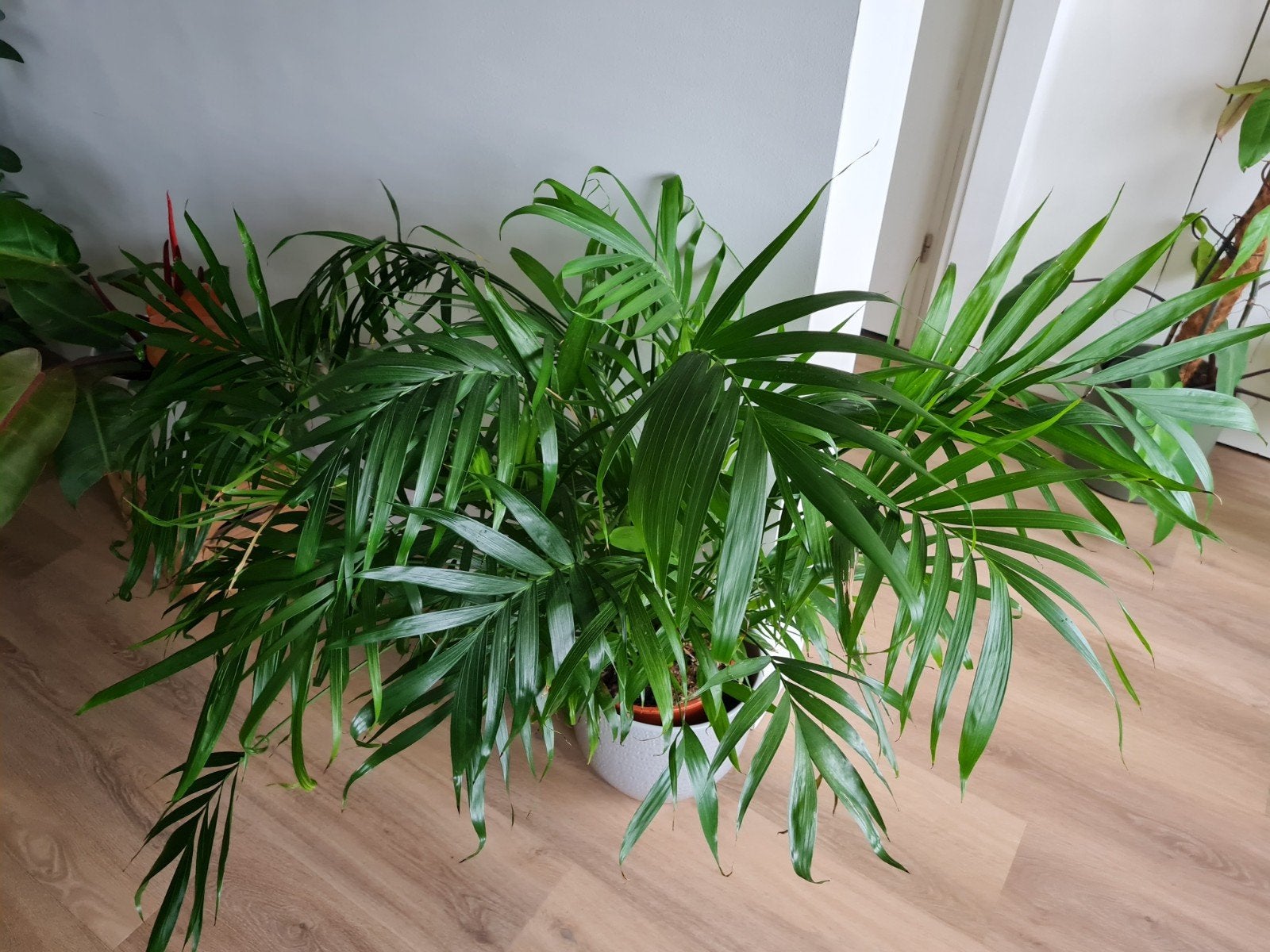 Grote volle kamerplant, goudpalm, Huis en Inrichting, Kamerplanten, Ophalen, Halfschaduw, Minder dan 100 cm