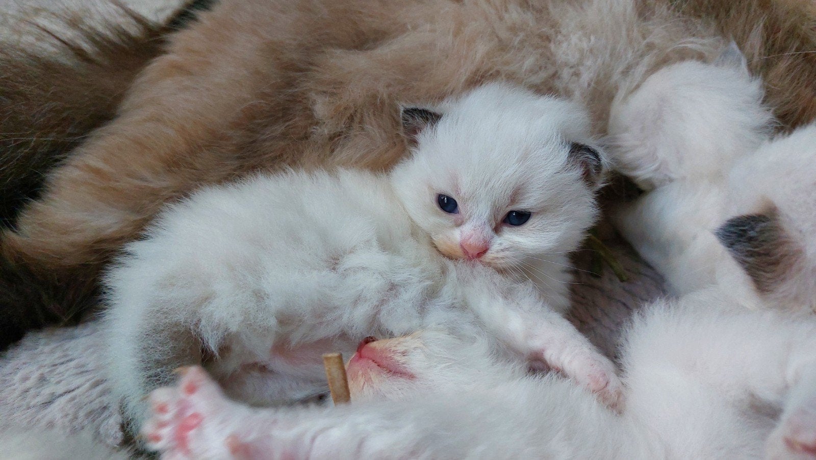 Ragdoll kittens met stamboom - geteste ouders, Dieren en Toebehoren, Meerdere dieren, Met stamboom, 0 tot 2 jaar