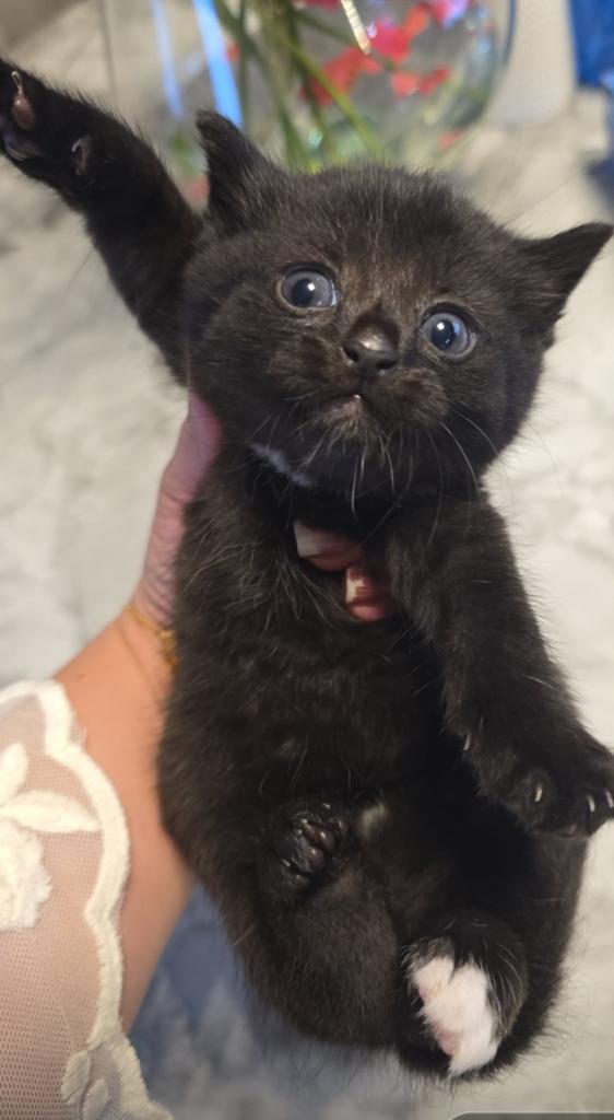 Katten, Dieren en Toebehoren, Katten en Kittens | Raskatten | Korthaar, Meerdere dieren