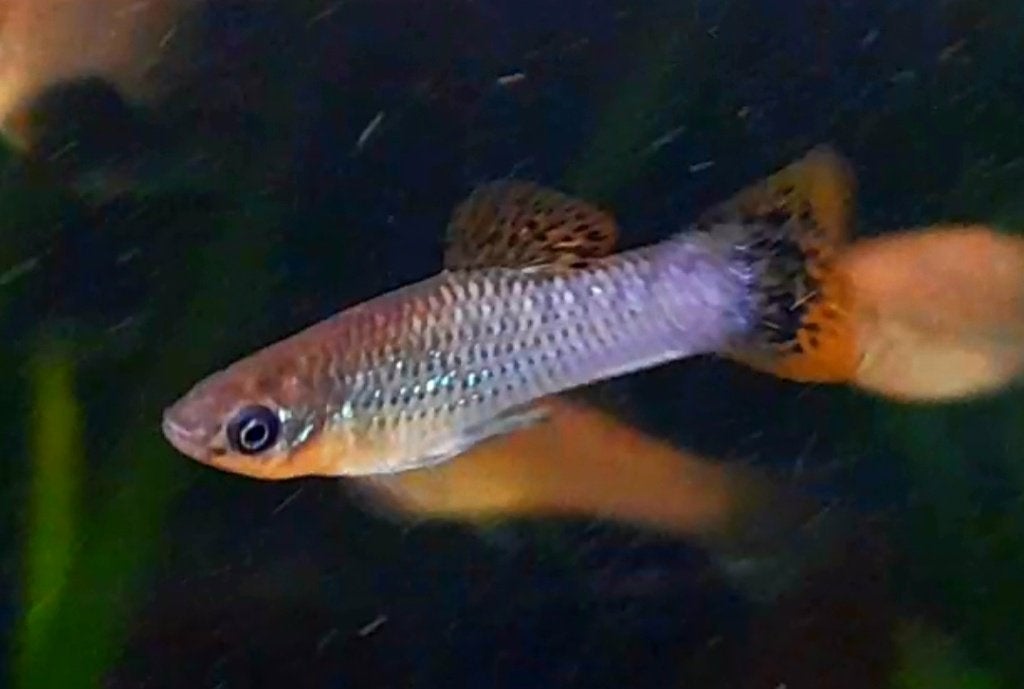 Poecillia Mexicana, Vis, Zoetwatervis