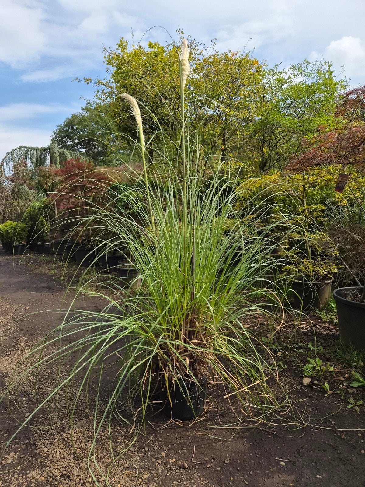 Cortaderia Selloana XXL - Groot Pampasgras, Ophalen, Volle zon, Vaste plant, Siergrassen