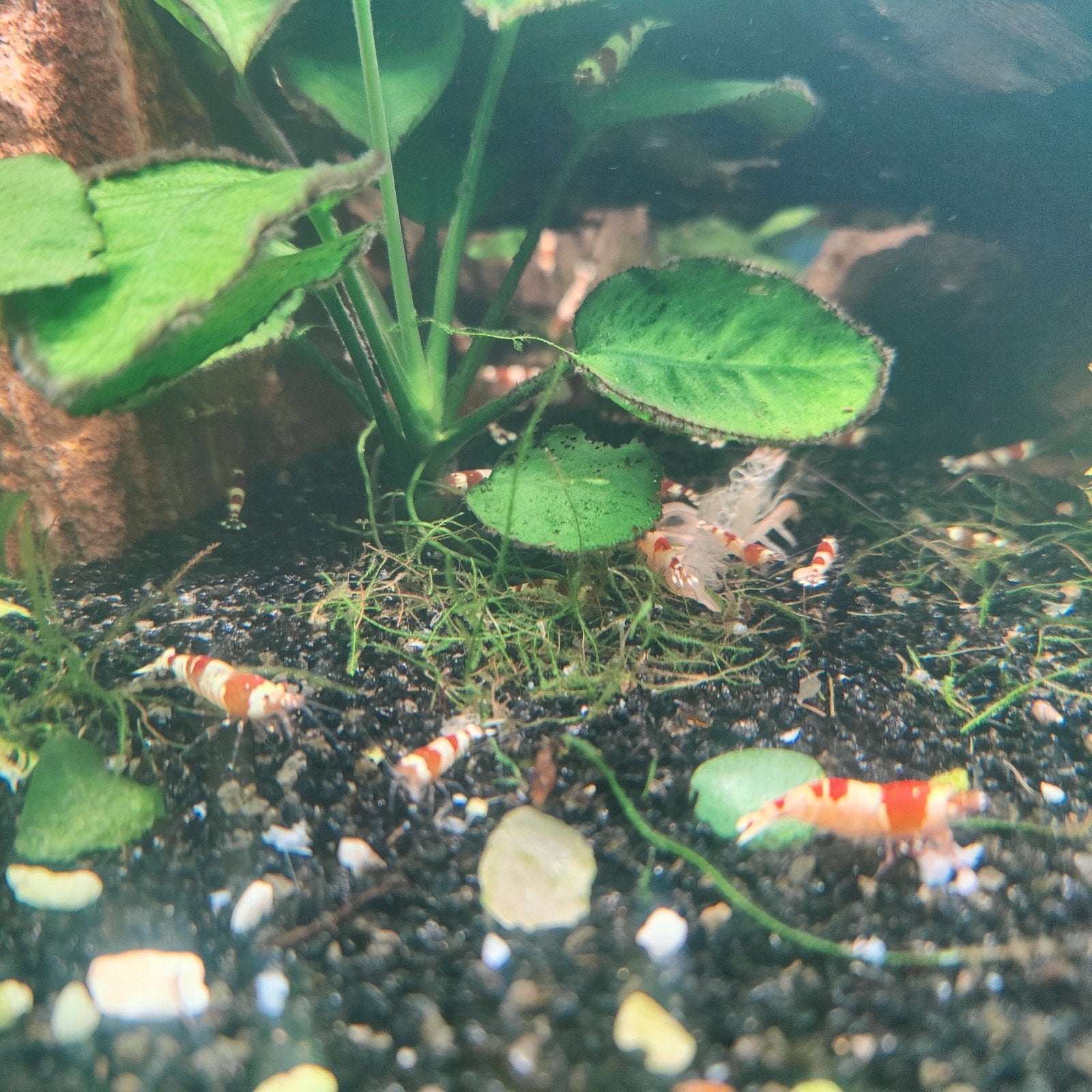 Red crystal shrimp, Dieren en Toebehoren, Vissen | Aquariumvissen, Kreeft, Krab of Garnaal, Zoetwatervis, Schoolvis