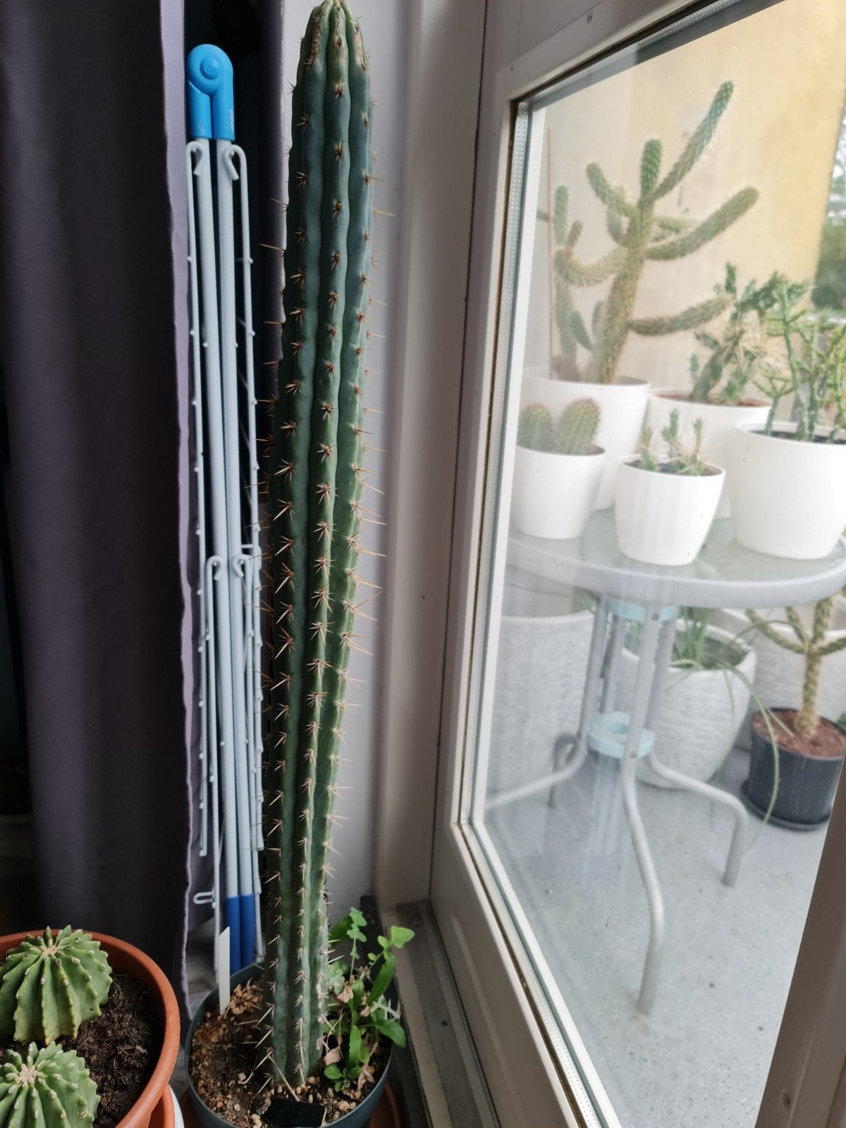 Echinopsis peruviana - 100 cm hoge cactus, Overige soorten, Volle zon, Vaste plant, Ophalen of Verzenden