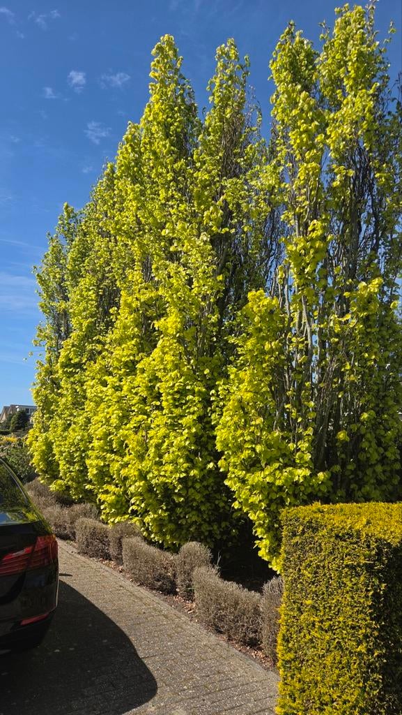 Mooie bomen. Gratis!, Tuin en Terras, Planten | Bomen, Bloeit niet, 250 tot 400 cm, Zuilboom, Ophalen