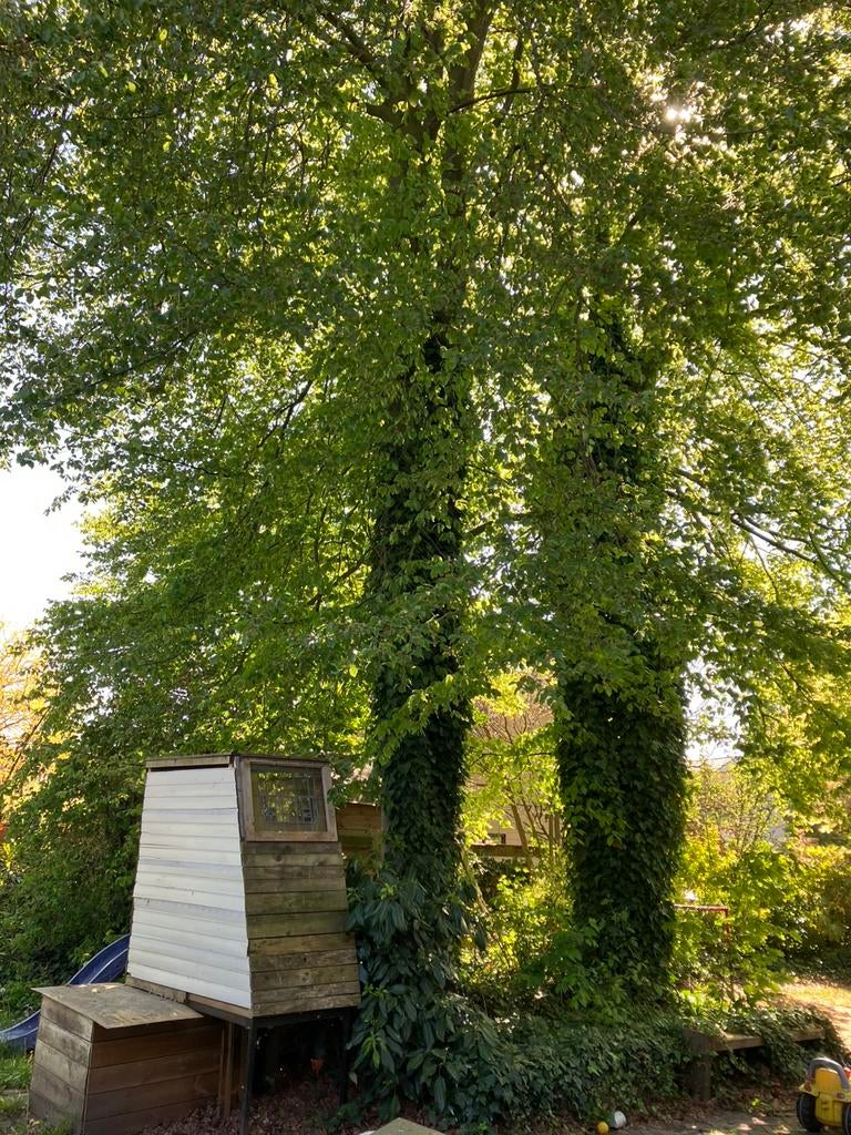 Gratis brandhout!, Tuin en Terras, Haardhout, 6 m³ of meer, Ophalen of Verzenden, Beukenhout