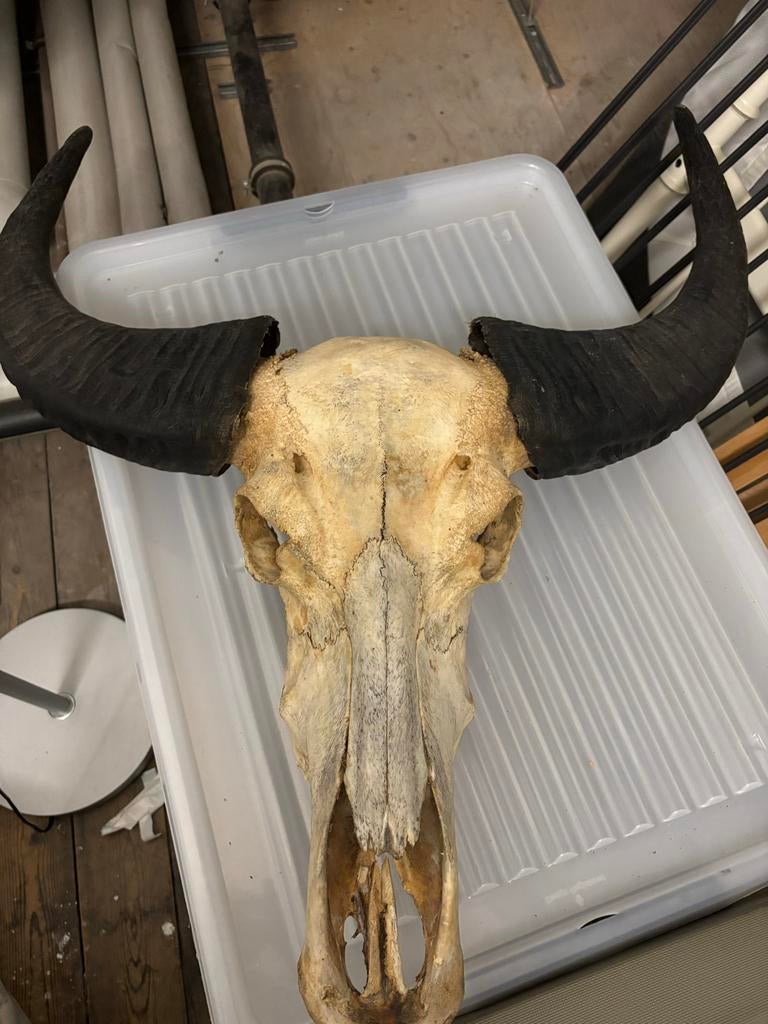 Grote waterbuffel schedel met hoorns decoratie, Ophalen of Verzenden, Gebruikt, Boerderijdier, Schedel