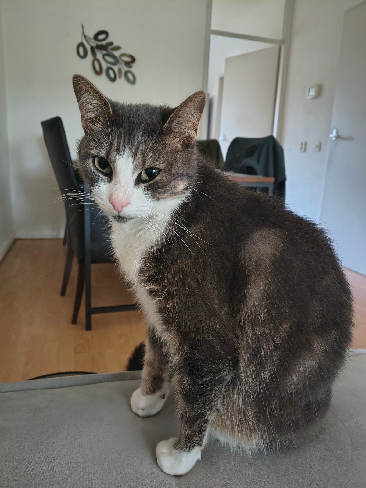 Guus en Gabe zoeken een nieuw huis, Kater, Kortharig