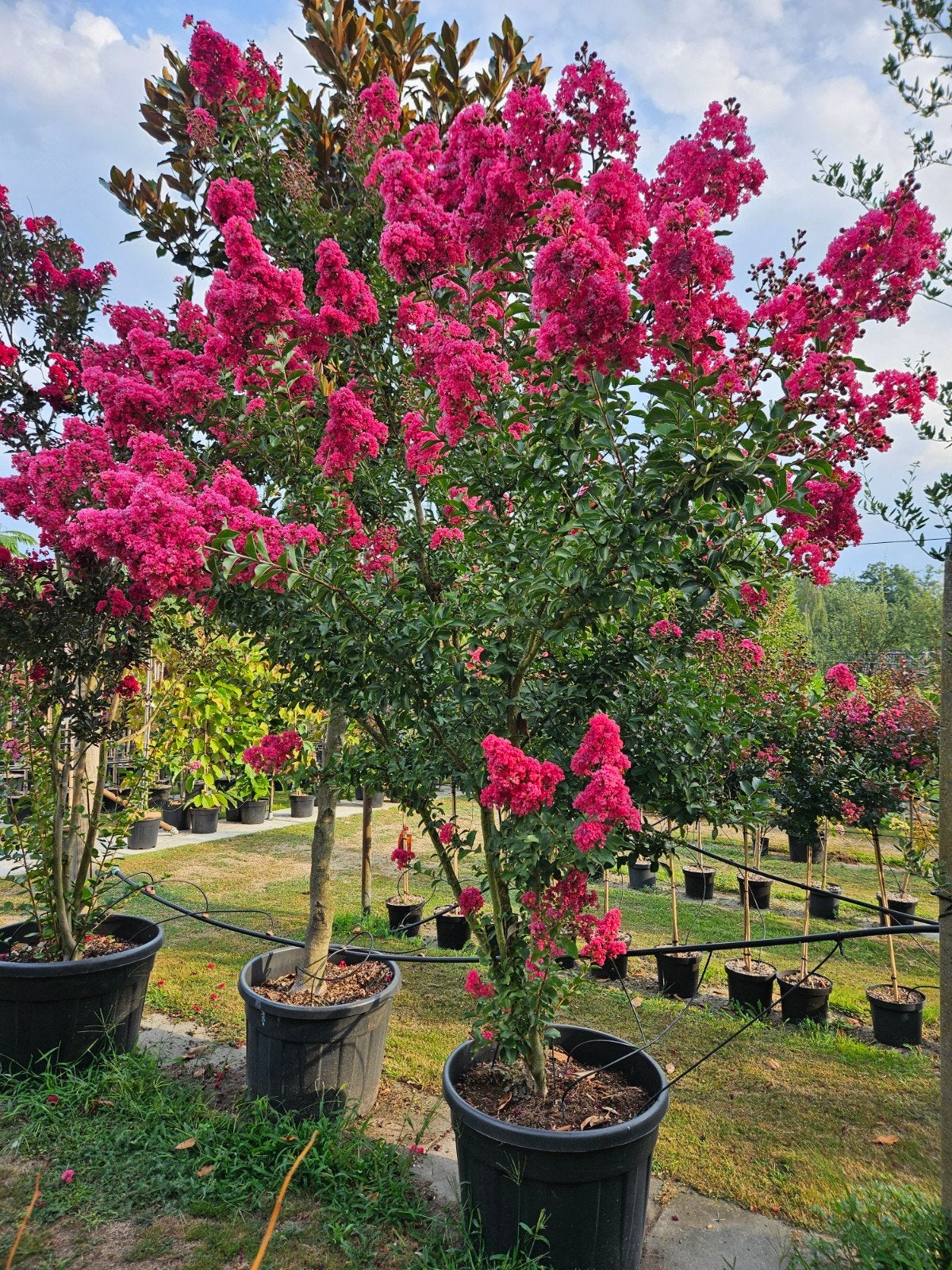 Lagerstroemia Tuskegee / multistam XXL, Zomer, 400 cm of meer, Ophalen, Volle zon