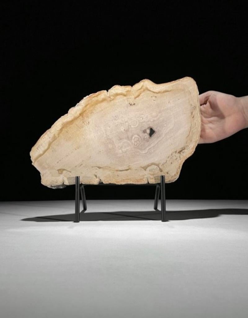 Gefossiliseerd hout van Sooka, custom made standaard (nieuw), Verzenden, 20 - 50 cm, Beeld, Bruin
