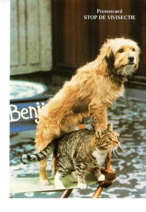 Ansichtkaart	Hond	& Kat		Stop Vivisectie, Verzenden, 1960 tot 1980, Gelopen, Hond of Kat