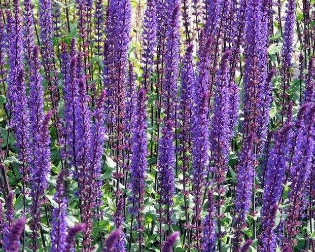 Zaden Salvia nemerosa Caradonna, Verzenden, Volle zon