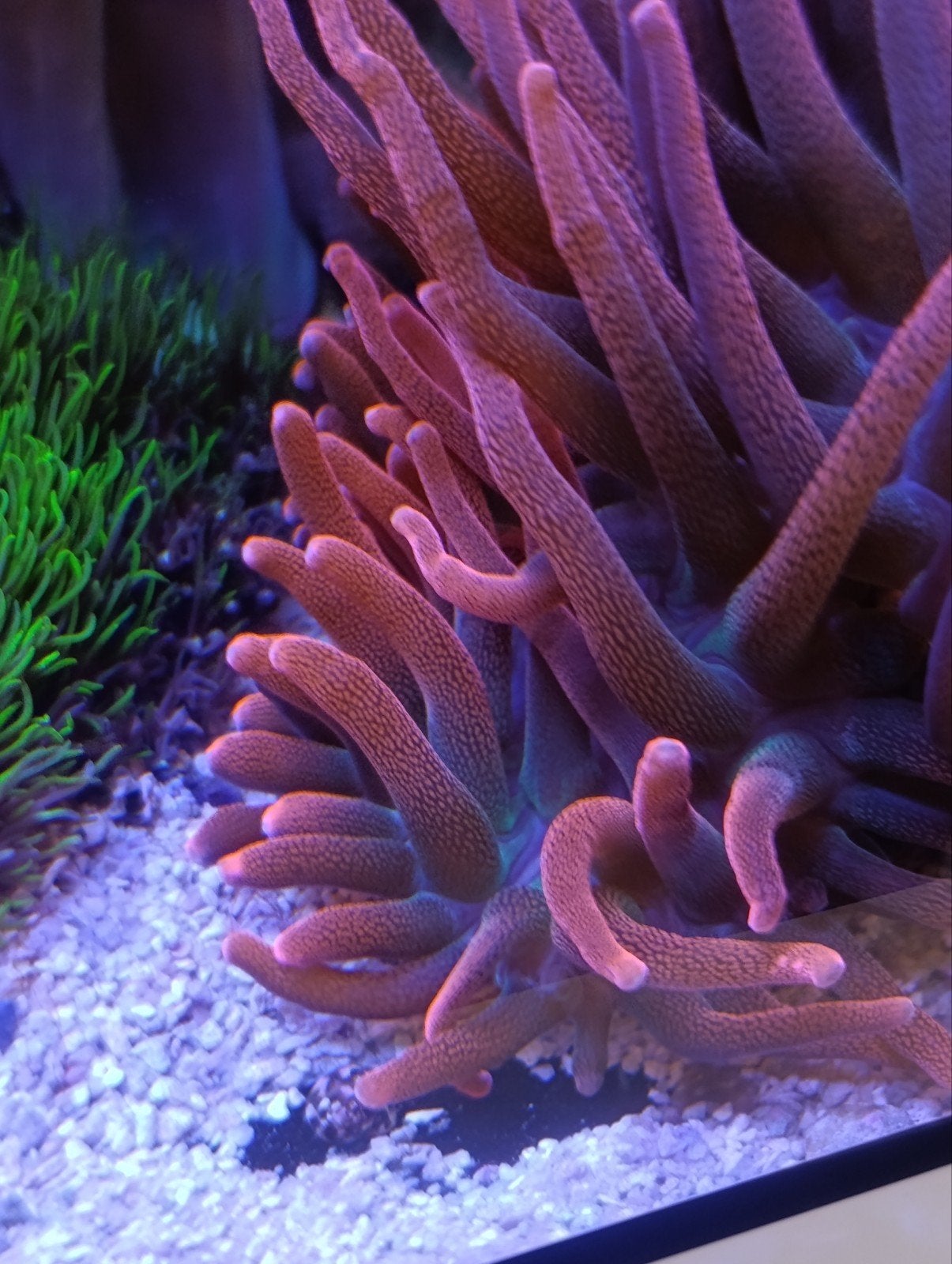 Entacmaea quadricolor -Tepelanemoon, Dieren en Toebehoren, Overige typen