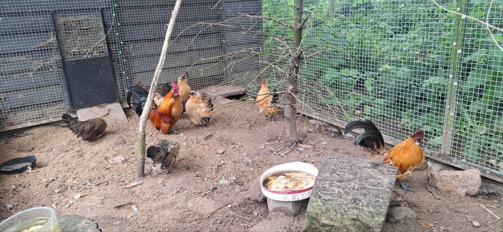 Gratis hanen op te halen, Meerdere dieren, Kip