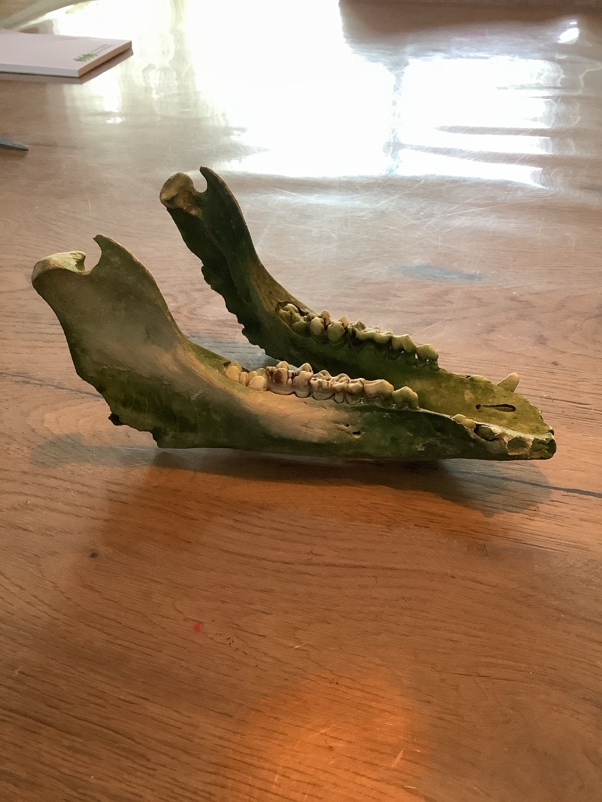 Kaakbot jonge wildzwijn? - vondst uit Lac de Castillon, Verzenden, Gebruikt